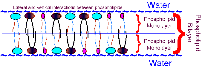 Lateral and Vertical Interactions Among Phospholipids.
