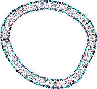 Middle-aged cell membrane includes noticeable sphingomyelin.