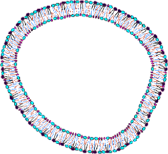 Old cell membrane includes more sphingomyelin.