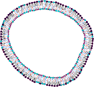 Very old cell membrane is predominantly sphingomyelin.