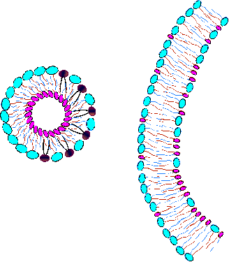 Nanosome(TM) carries away sphingomyelin.