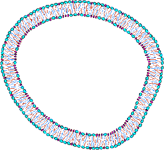 Very young cell membrane is predominantly phosphatidylcholine.