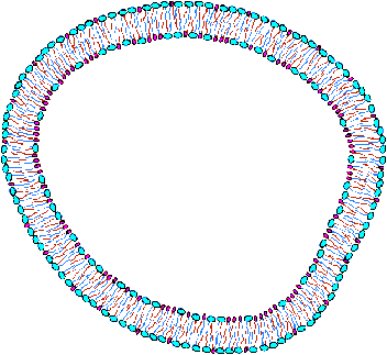 2D Structure of Cell Membrane