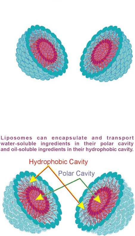 3D structure of Nanosome(TM) enables encapsulation and transport.