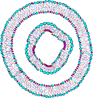 A liposome can be large and composed of multiple bilayers.