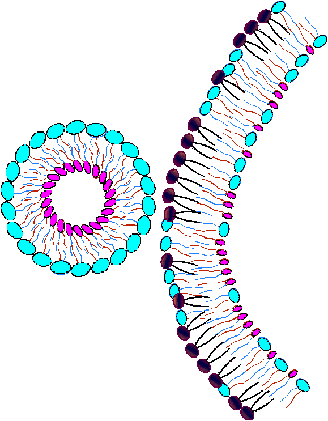 Nanosome(TM) Approaching Old Membrane