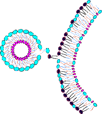 Nanosome(TM) and cell membrane begin exchange of molecules to reach equilibrium.