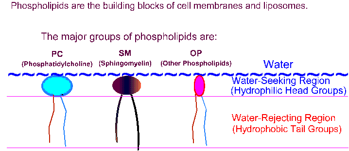 The major groups of phospholipics are phosphatidylcholine,sphingomyelin, and other phospholipids.