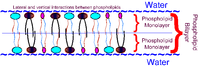 A phospholipid bilar includes lateral and vertical interactions among phospholipids.