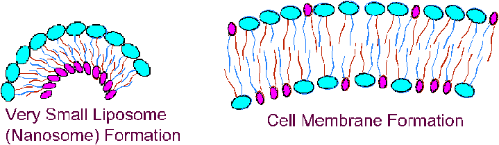 Formation of Nanosome(TM) resembles formation of cell membrane.