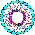 A Nanosome(TM) must be small and composed of a single bilayer.